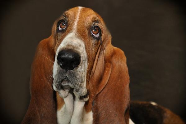 Image d'un chien de chasse (basset hound)