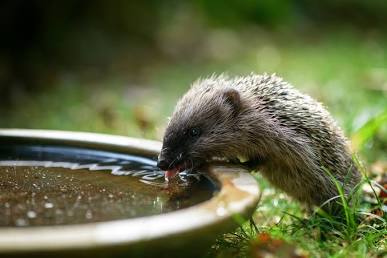 canicule